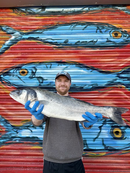 Mitch's Pick - Sea Bass 3.2kg