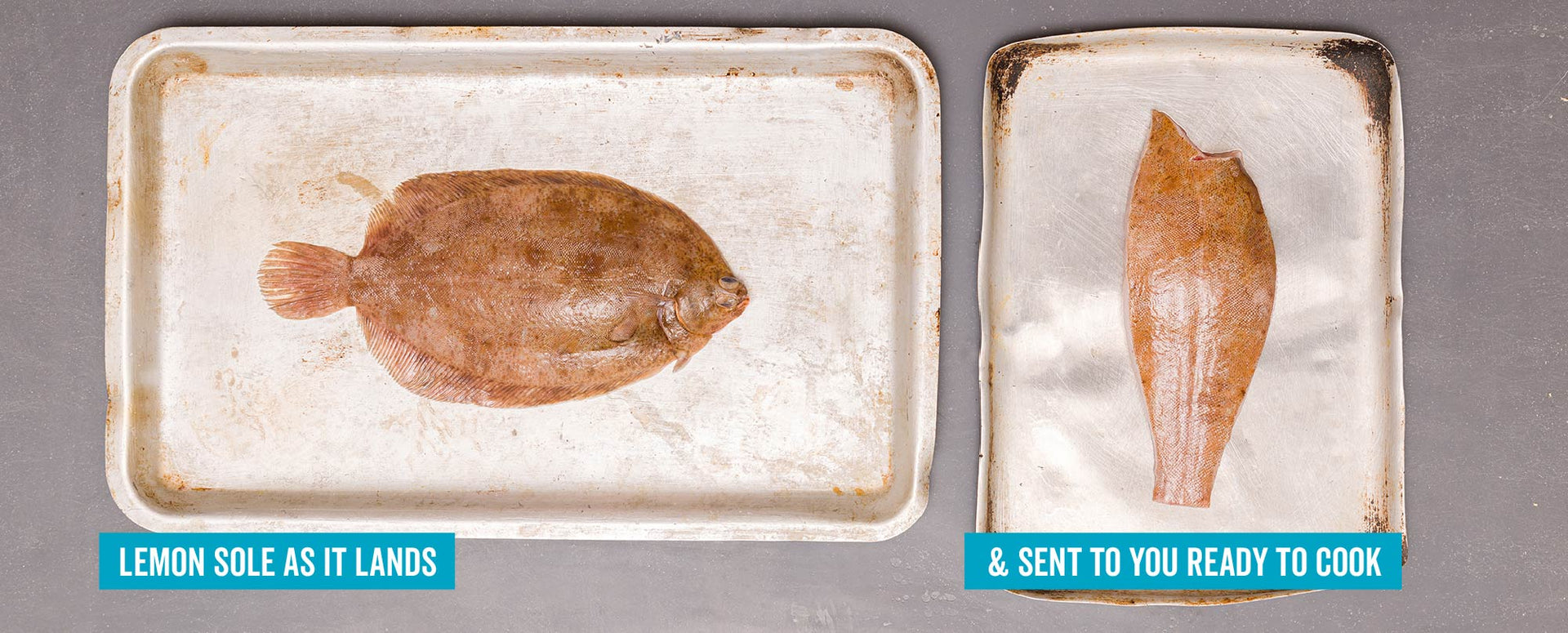 Sole Rack Fish Lemon Sole Fillets – Rockfish