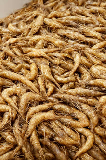 British Brown Shrimp - MSC