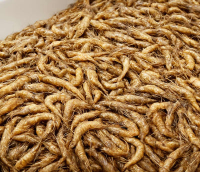 British Brown Shrimp - MSC