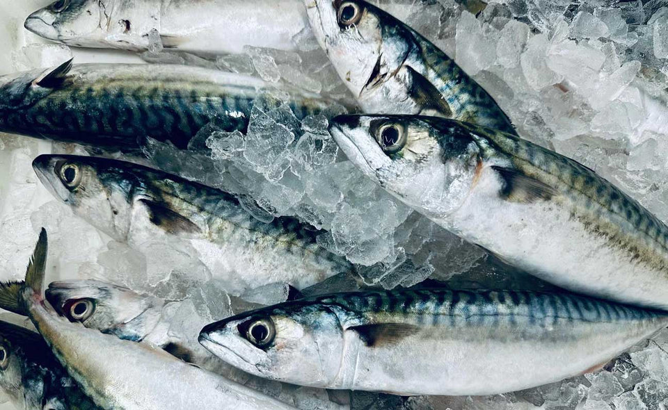 Fresh mackerel on ice 