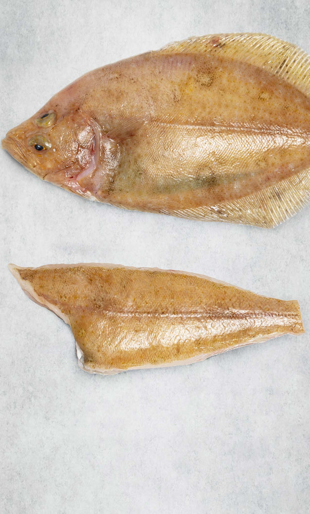 Megrum Megrim Sole - Frozen – Rockfish