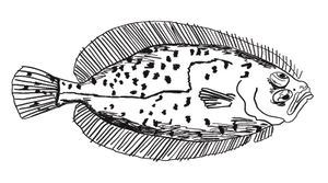 Megrim Sole