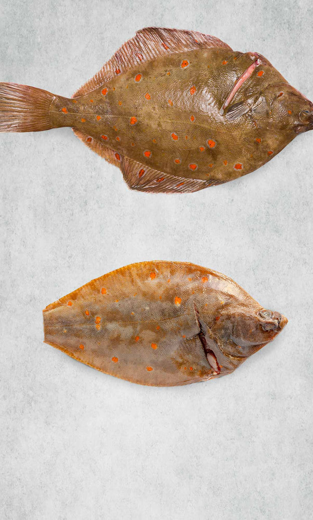 Plaice whole trimmed by Rockfish Online Seafood Market