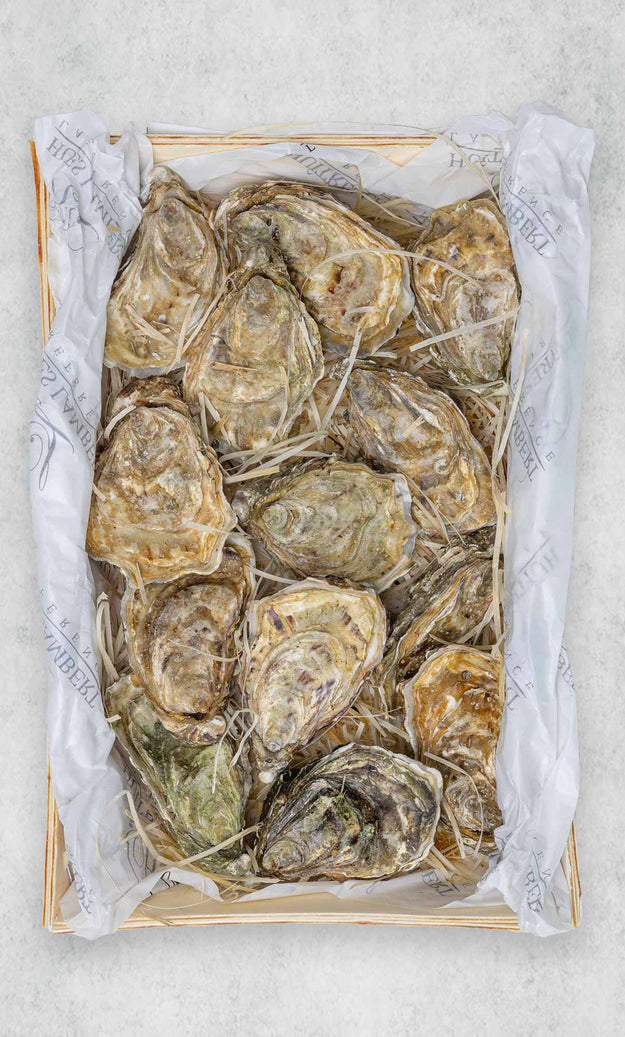 Fresh Oysters