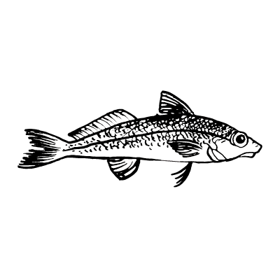 Drawing of a whole whiting