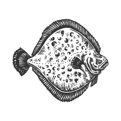 Drawing of a whole turbot