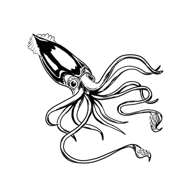 Drawing of a squid