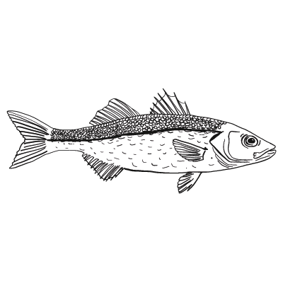 Drawing of a whole sea bass