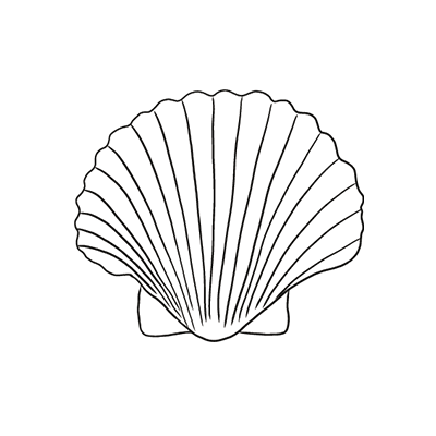 Drawing of a scallop