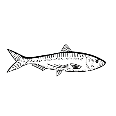 Drawing of a a whole sardine