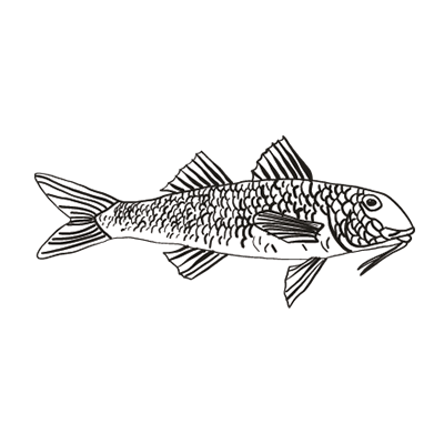 Drawing of a whole red mullet