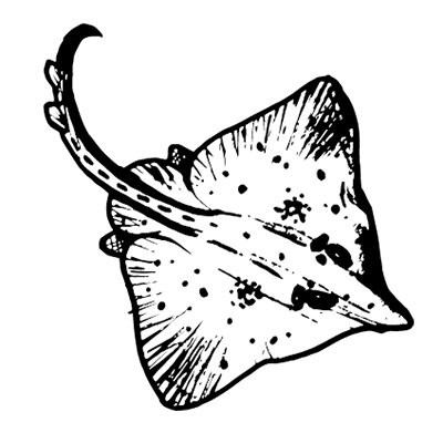 Drawing of a whole ray