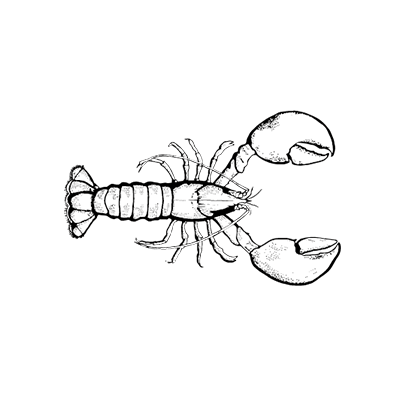 Drawing of a whole lobster