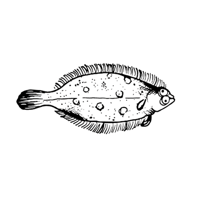 Drawing of a lemon sole