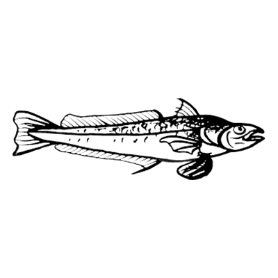 Drawing of a hake