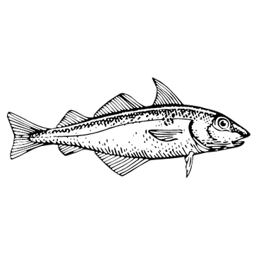 Drawing of haddock