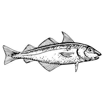 Drawing of haddock