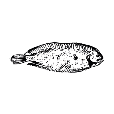 Drawing of a dover sole