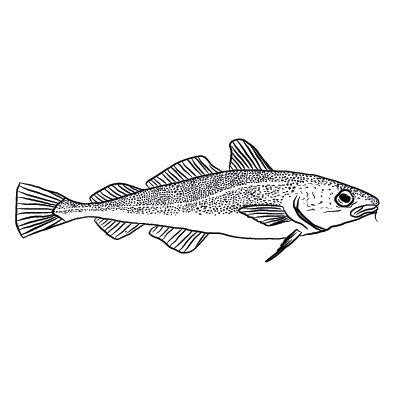 Drawing of a whole cod