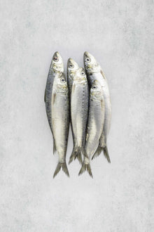 Fresh Brixham Sardines