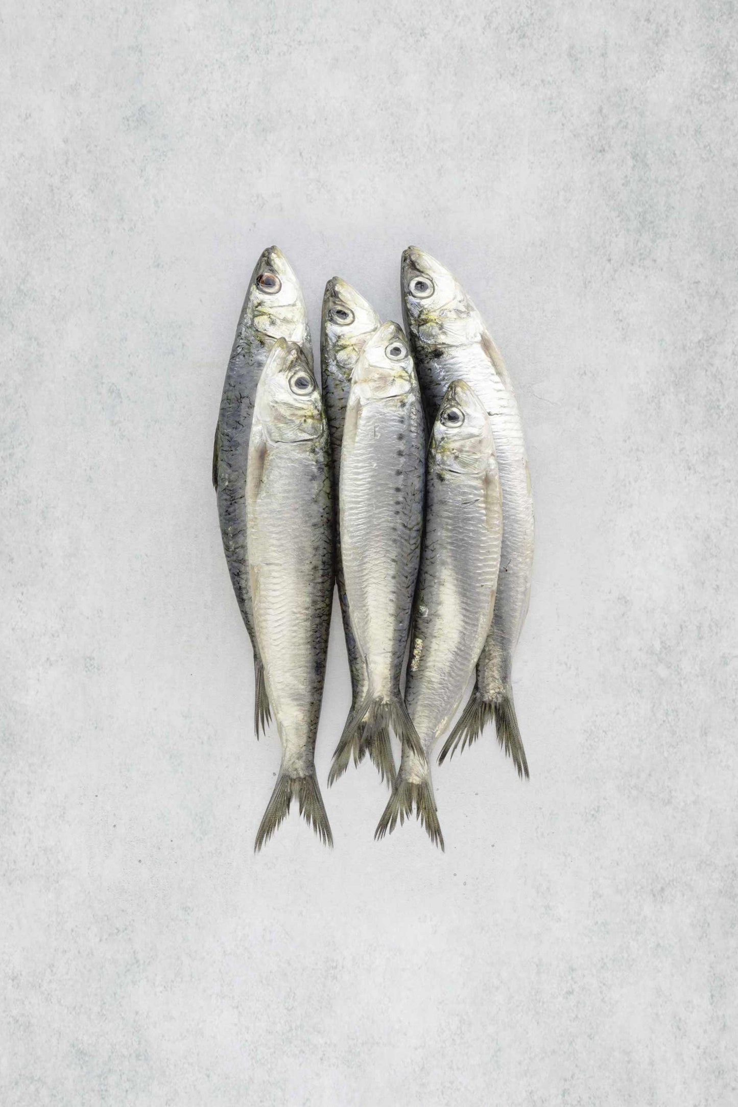 Fresh Brixham Sardines