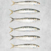 Fresh Brixham Sardines