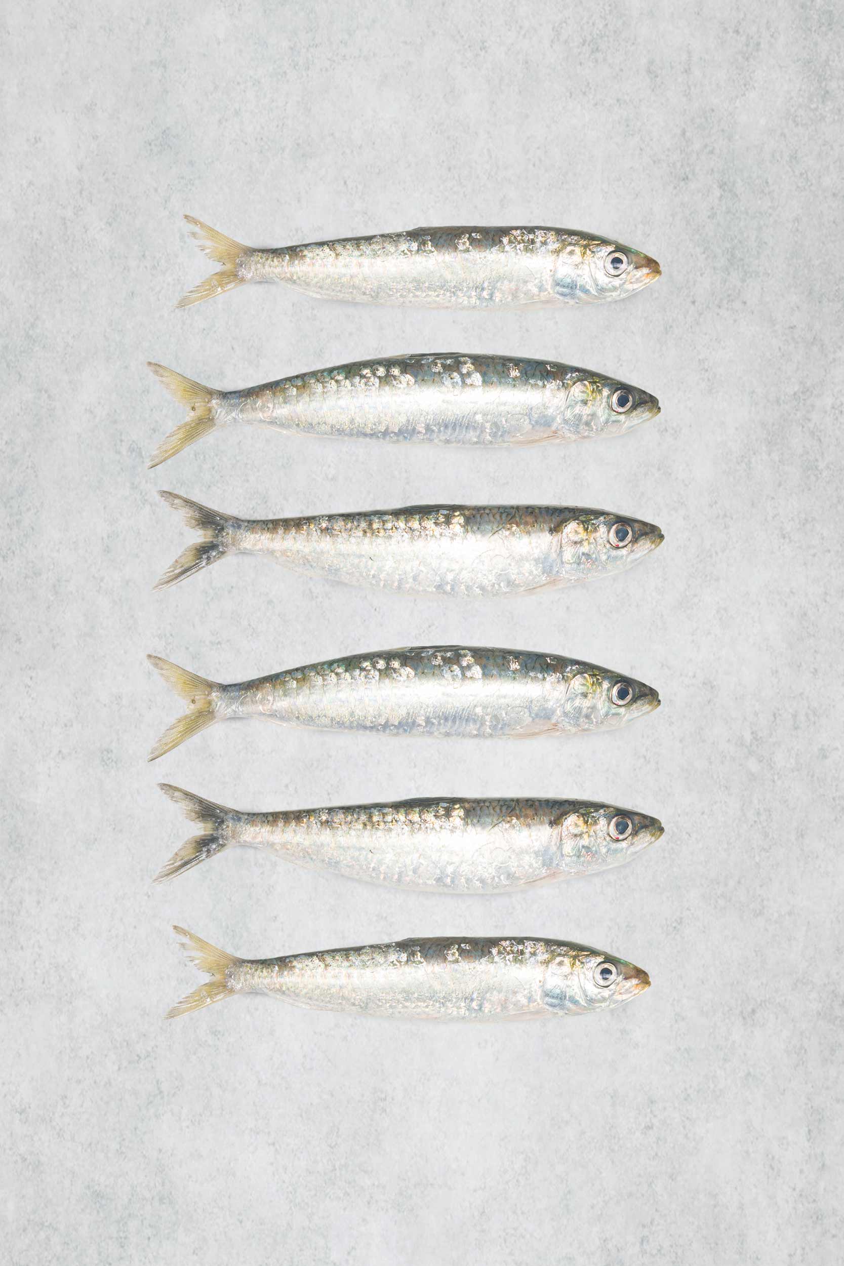 Fresh Brixham Sardines