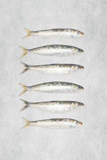 Fresh Brixham Sardines