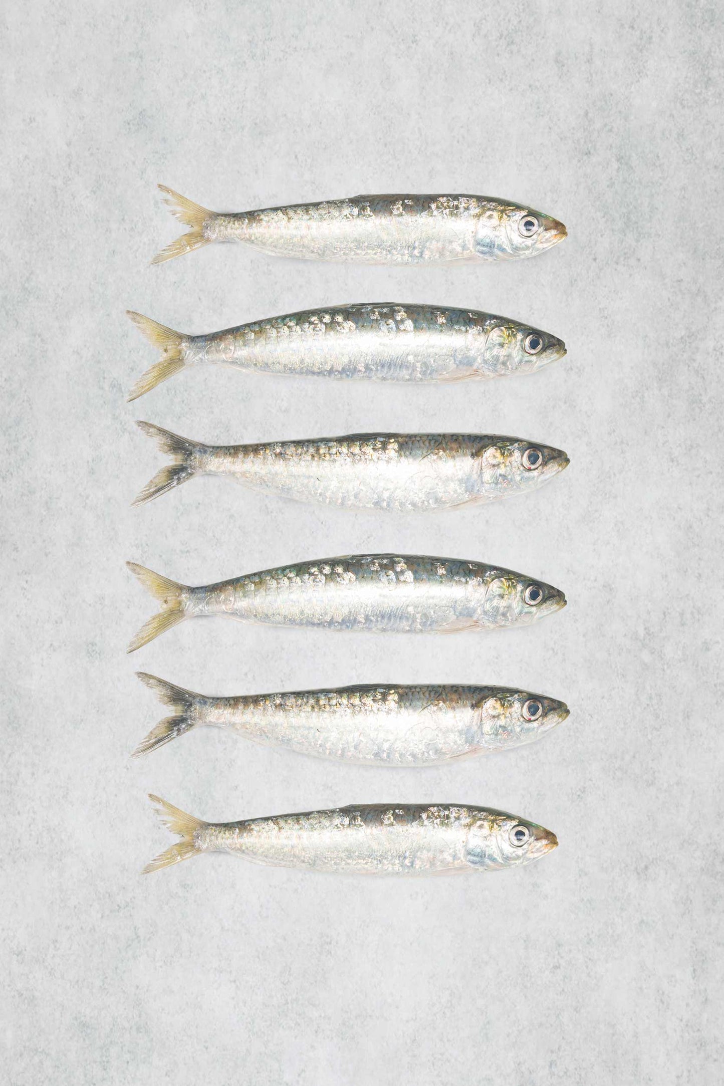 Fresh Brixham Sardines