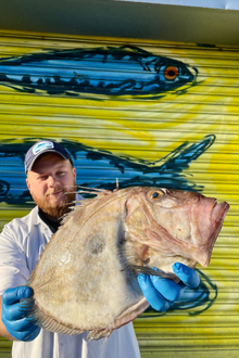 Market Pick - John Dory 1.3kg