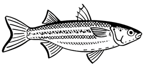 Silver Mullet