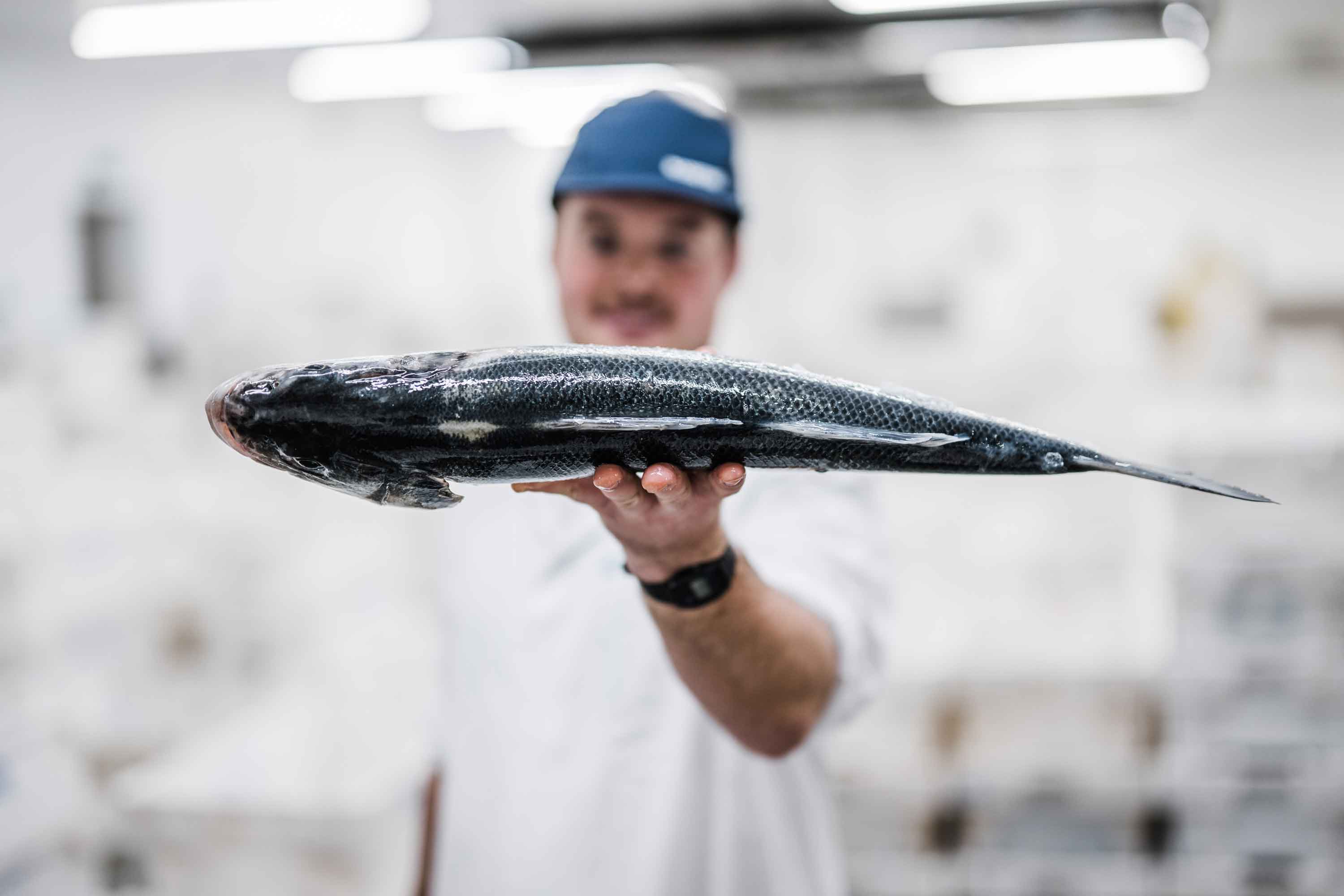 Tommy the fishmonger holds up fresh Sea bass as the Brixham market