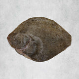 Whole Turbot for one, trimmed and prepared