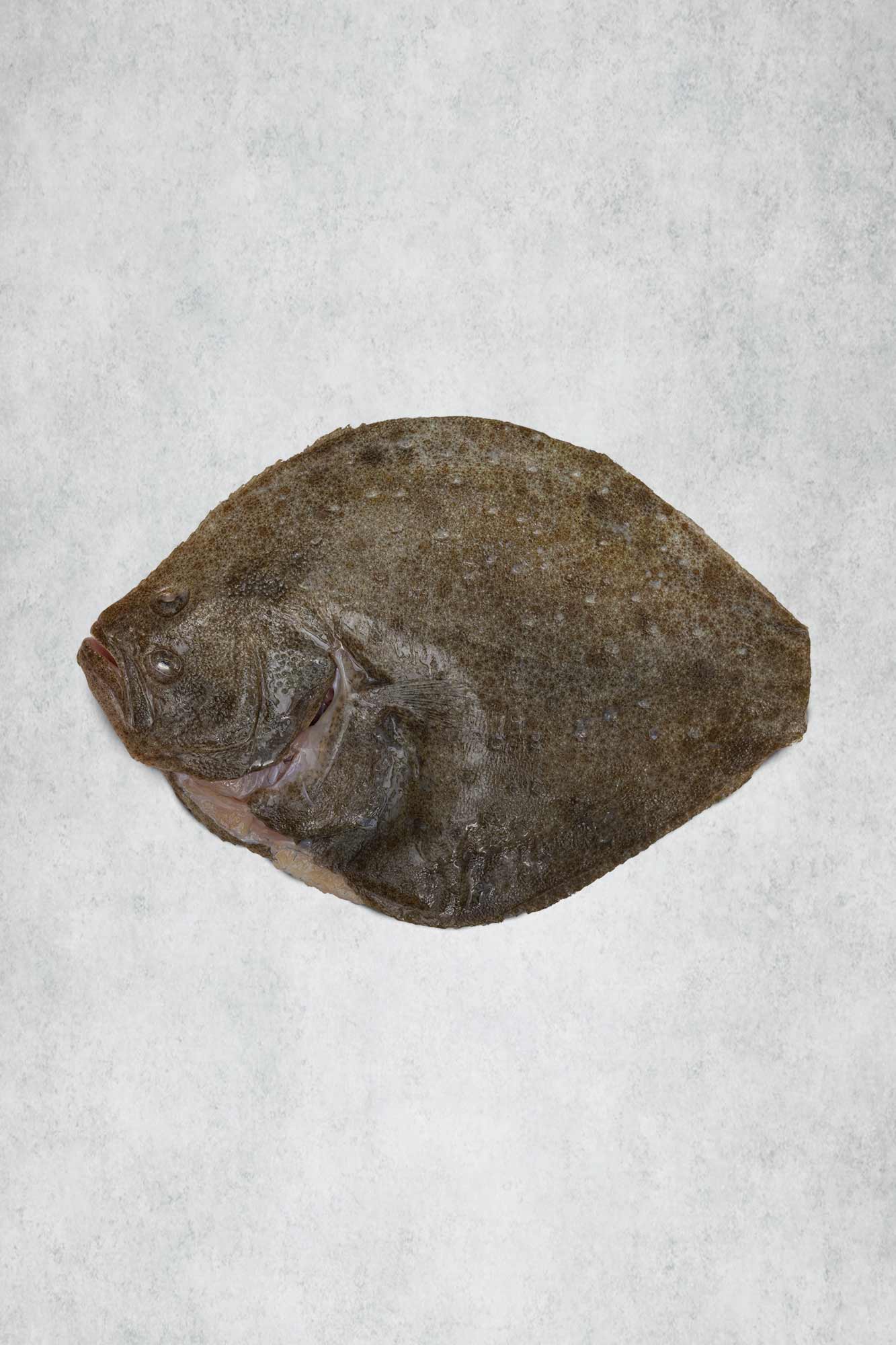 Whole Turbot for one, trimmed and prepared