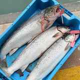 Prime Wild Sea Trout