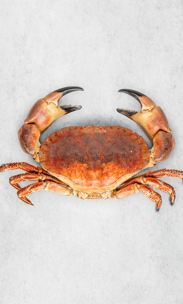 Whole Cooked Devon Crab