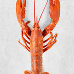 Whole cooked Lobster by Rockfish