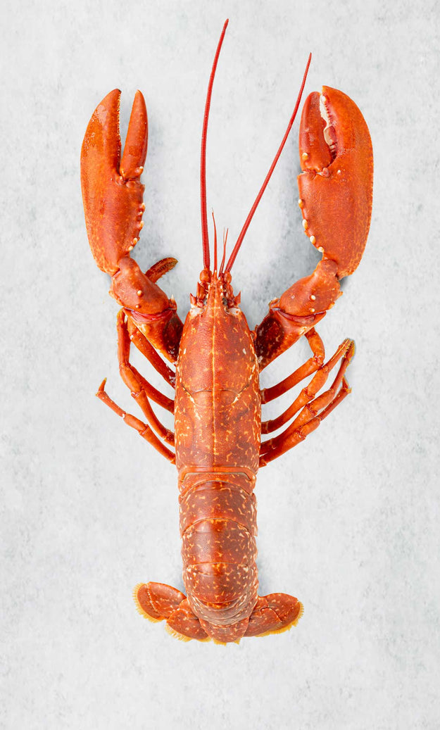 Whole Cooked Devon Lobster
