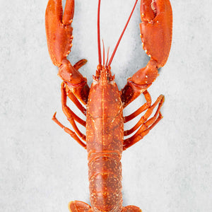 Whole Cooked Lobster