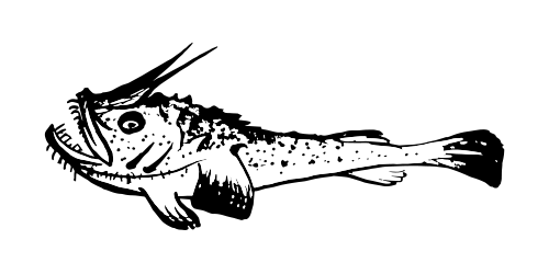 Monkfish Sketch