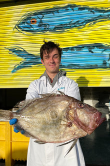 Mitch's Pick - John Dory 1.1kg