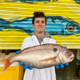 Market Pick - Blackspot Bream 1kg