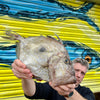 Market Pick - John Dory 1.3kg