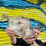 Market Pick - John Dory 1.3kg