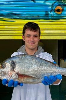 Mitch's Pick - Wild Gilt Head Bream 1.1kg