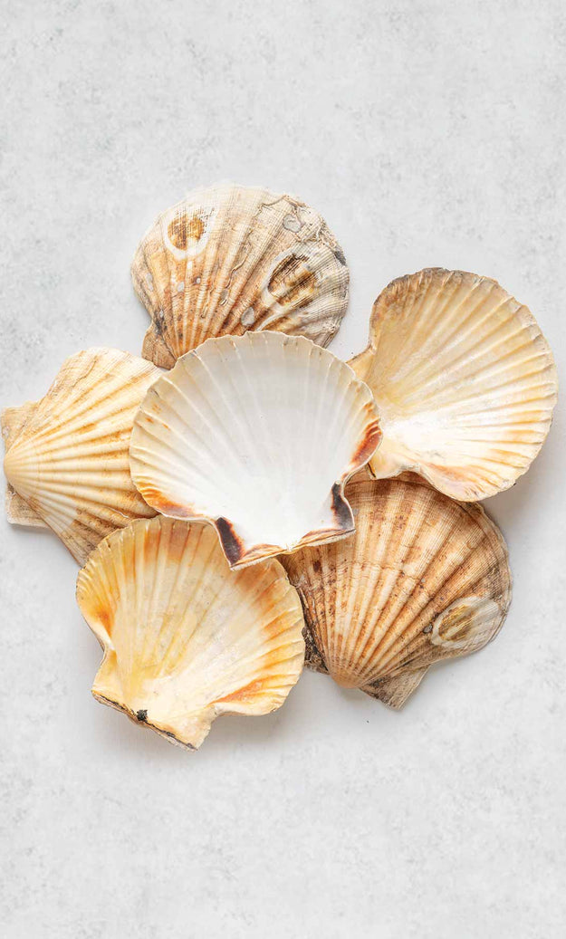 6 Scallop Shells