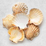 6 Scallop Shells