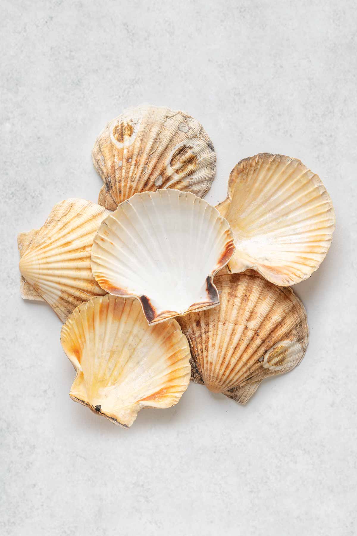 6 Scallop Shells