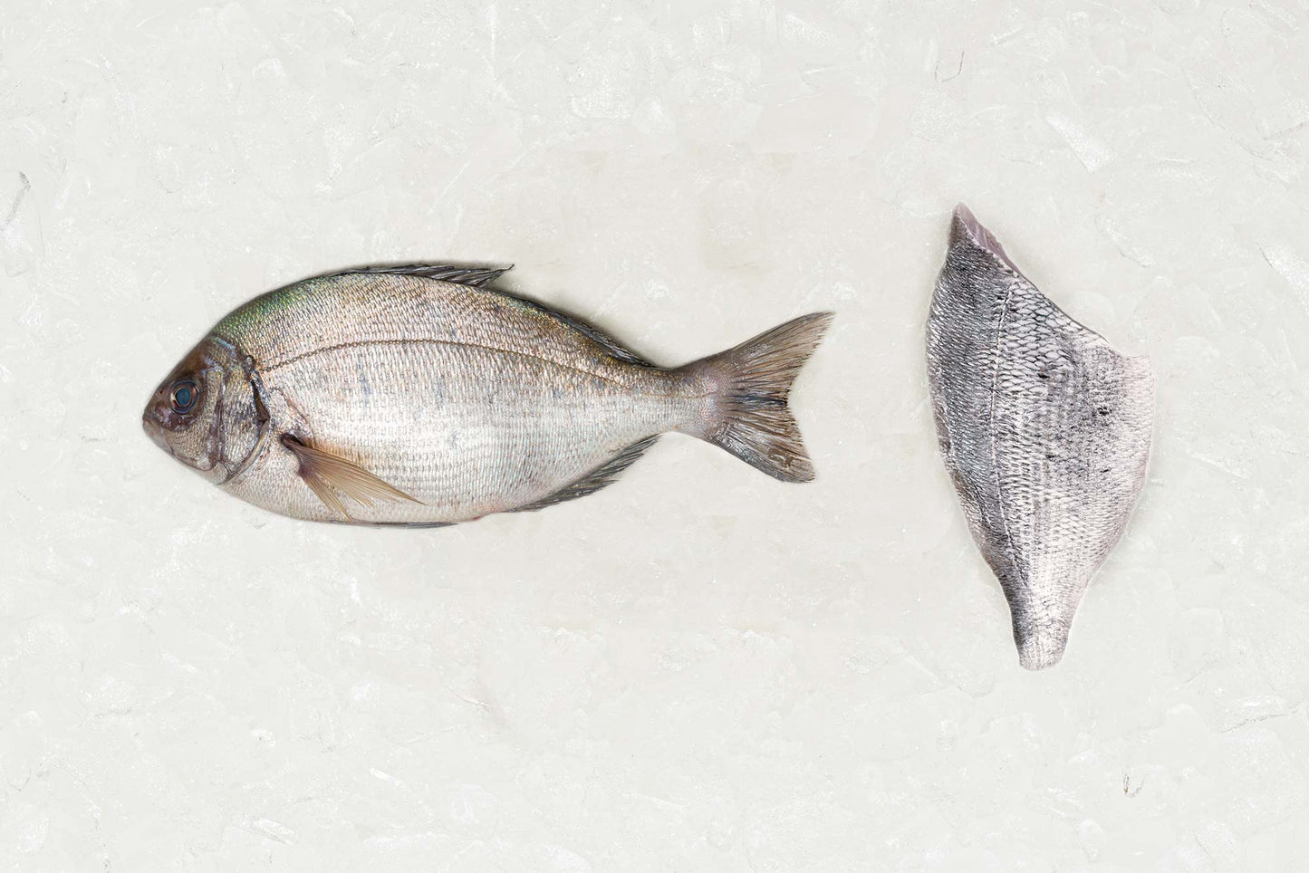 Frozen Black Bream fillet - Rockfish seafood at home the online fishmonger portion - mobile